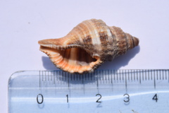 Monoplex pilearis