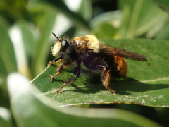 Laphria mitsukurii