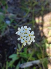Manulea buchneroides