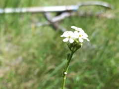 Manulea buchneroides