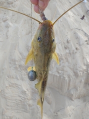 Pimelodus maculatus