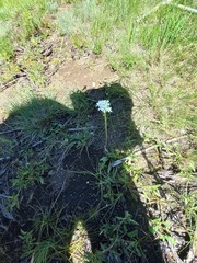 Manulea buchneroides