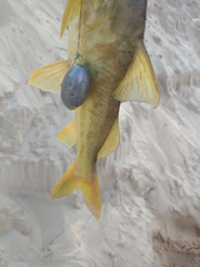 Pimelodus maculatus