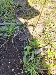 Manulea buchneroides