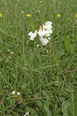 Lathyrus pannonicus