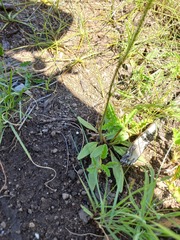 Manulea buchneroides