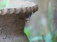 Filodes costivitralis