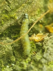 Tortrix viridana