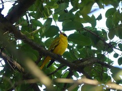 Oriolus auratus