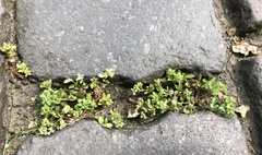 Polycarpon tetraphyllum