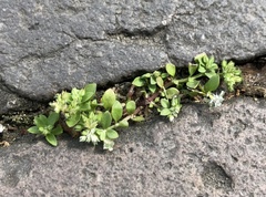 Polycarpon tetraphyllum