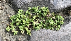 Polycarpon tetraphyllum