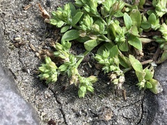 Polycarpon tetraphyllum