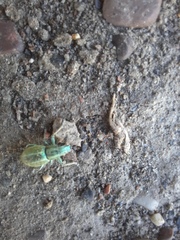 Naupactus auripes
