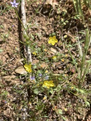 Hesperolinon breweri