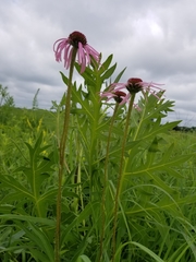 Echinacea pallida