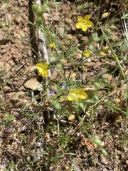 Hesperolinon breweri