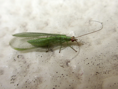 Chrysoperla furcifera
