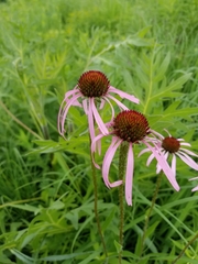 Echinacea pallida