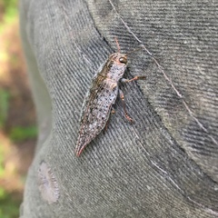 Chrysochroinae