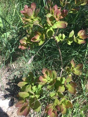 Cotinus coggygria