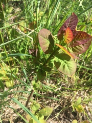 Cotinus coggygria