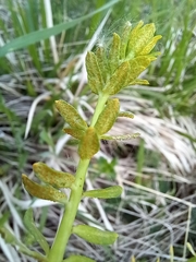 Uromyces pisi-sativi