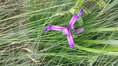 Iris graminea