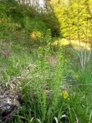 Uromyces pisi-sativi