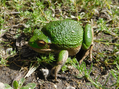 Gastrotheca riobambae