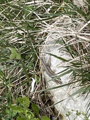 Podarcis muralis