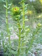 Uromyces pisi-sativi