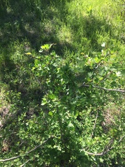 Crataegus