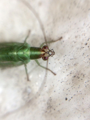 Chrysoperla furcifera