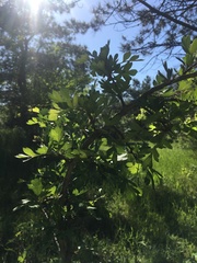 Crataegus