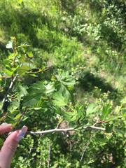 Crataegus