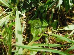 Gastrotheca riobambae