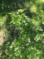 Crataegus