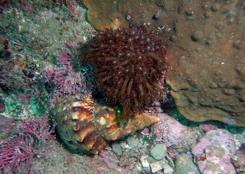 Alveopora coral