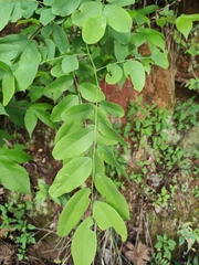 Dalbergia hupeana