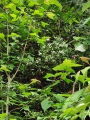 Philadelphus incanus