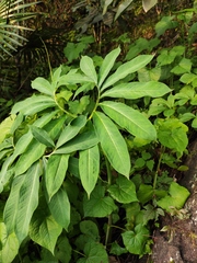 Arisaema heterophyllum