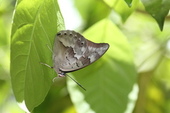 Archaeoprepona demophoon