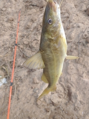 Pimelodus maculatus
