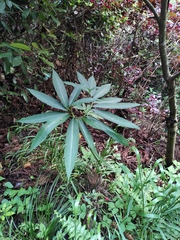 Arisaema heterophyllum