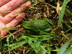 Gastrotheca riobambae