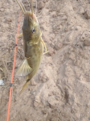 Pimelodus maculatus