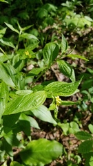 Lithospermum latifolium