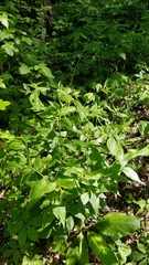 Lithospermum latifolium