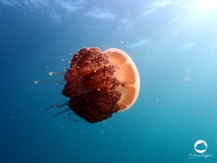 Phyllorhiza punctata